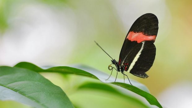 Heliconius