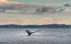 ballenas