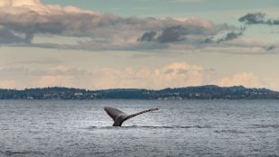 ballenas