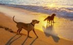 Playas para perros en Cataluña