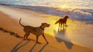Playas para perros en Cataluña