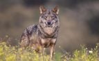 lobo ibérico constitucional