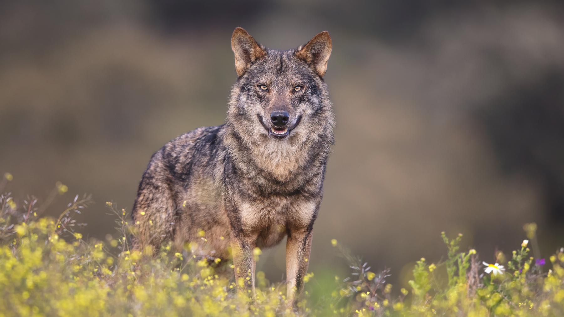 lobo ibérico constitucional