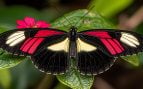 mariposas geriátricas