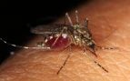Repelentes de mosquitos, repelente de mosquitos, mosquito cambia comportamiento contra los repelentes, qué es el DEET, problema mosquitos en verano.