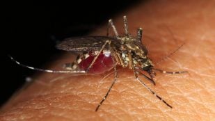 Repelentes de mosquitos, repelente de mosquitos, mosquito cambia comportamiento contra los repelentes, qué es el DEET, problema mosquitos en verano.