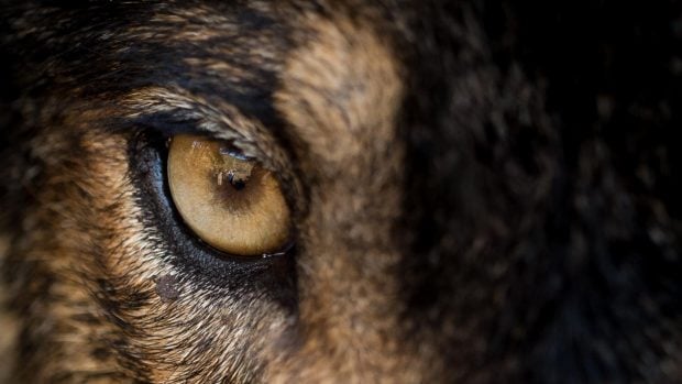 ojo lobo ibérico