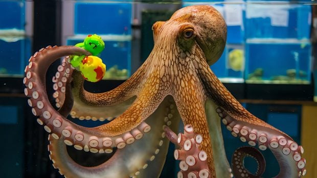 Pulpo Paul (Adobe)