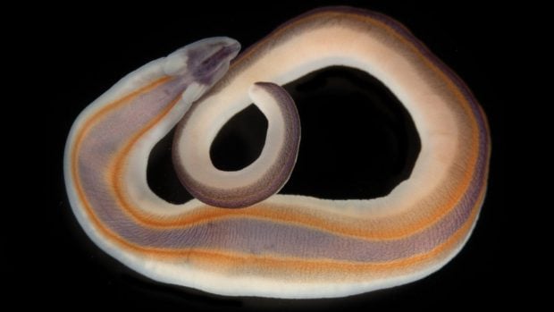 Gusano de cinta (Drepanophoridae), una de las especies halladas en la expedici&oacute;n. // Cr&eacute;ditos de las im&aacute;genes: The Nippon Foundation-Nekton Ocean Census/Gustav Paulay