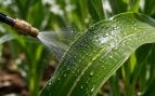 Aplicación pesticidas, pesticidas en agricultura, nanotecnología en agricultura, nanotecnología y pesticidas agrícolas.