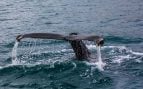 ballenas