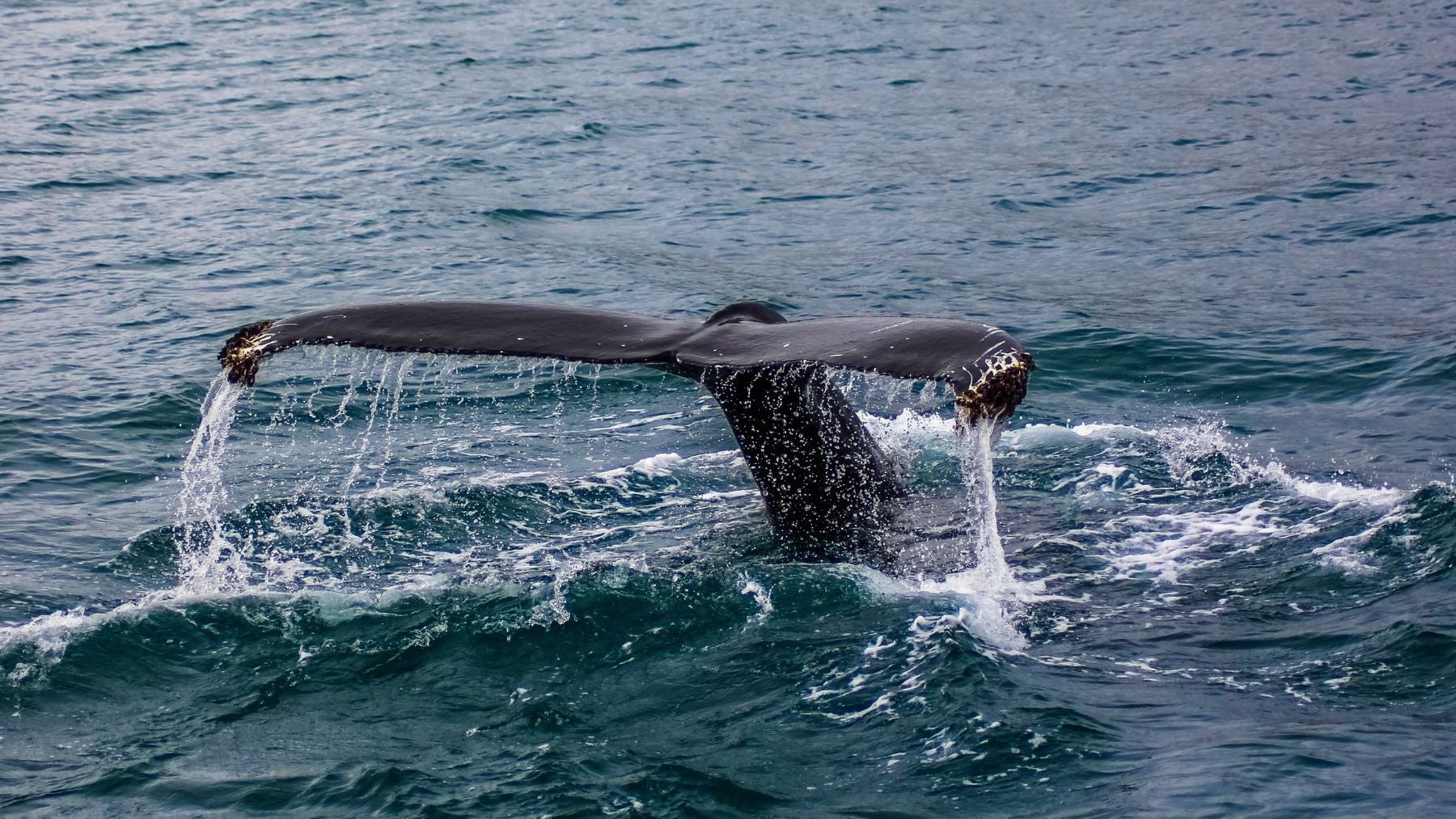 No hay que echar las campanas al vuelo, pero un estudio dice que las ballenas dan por fin signos de recuperación tras décadas de observaciones