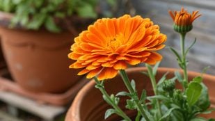 Insecticida natural