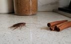 Cucarachas, insectos, animales