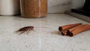 Cucarachas, insectos, animales