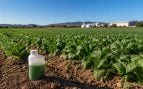 fertilizante, cultivo, Murcia