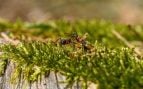 Las señales que no debes ignorar de las hormigas que indican que se acerca la lluvia, según los expertos