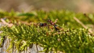 Las señales que no debes ignorar de las hormigas que indican que se acerca la lluvia, según los expertos