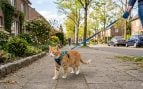 Paseo gato