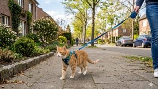 Paseo gato