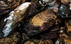 Mejillones.