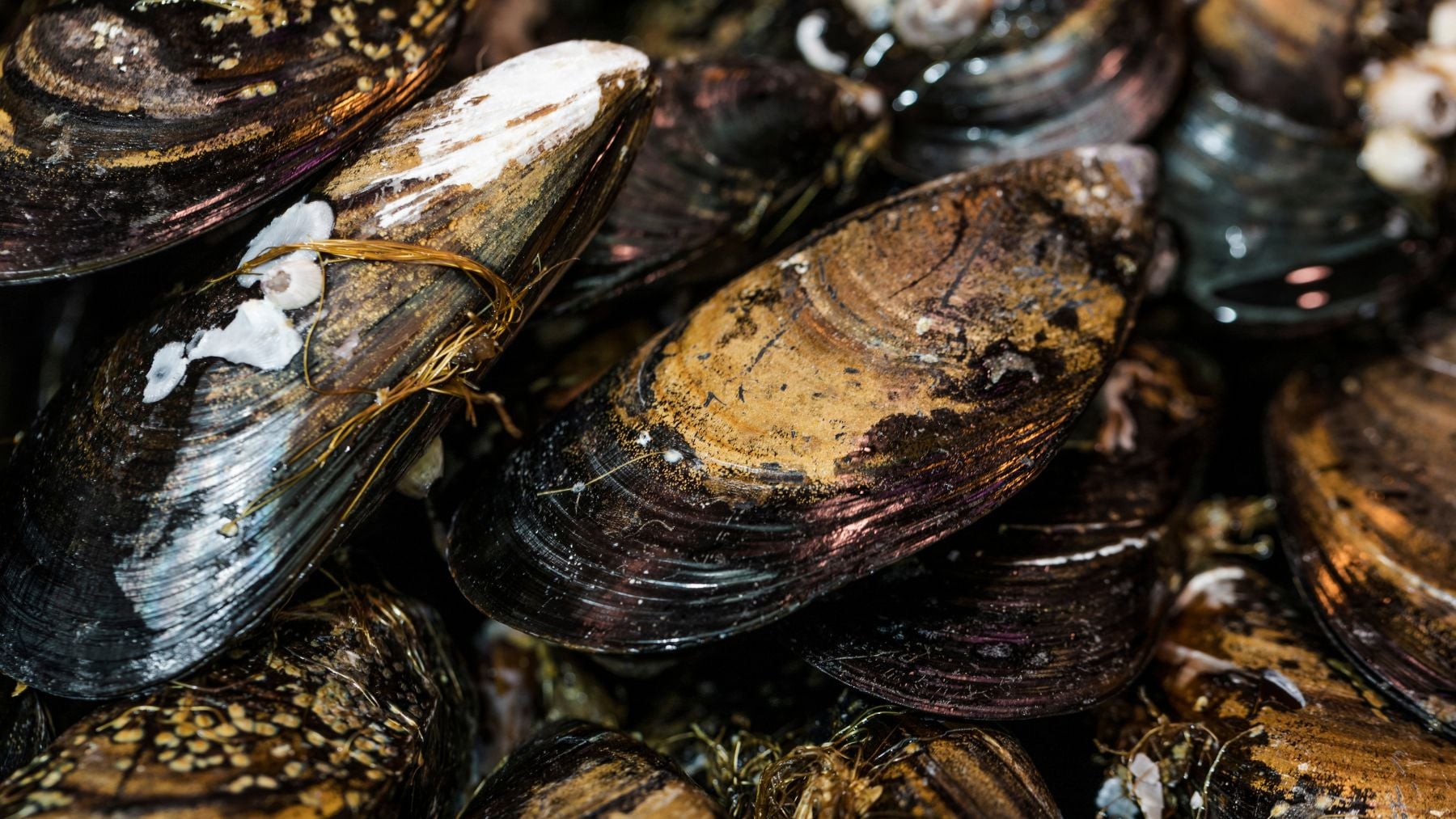 La imaginación al poder: una investigación pionera utiliza residuos de mejillones para crear arrecifes y restaurar ecosistemas marinos