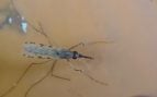 mosquito