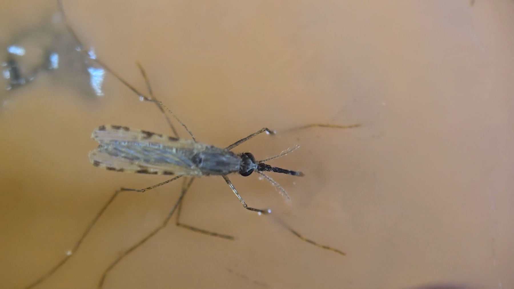 Hembra de Anopheles gambiae atrapada en un césped de Rhodotorula taiwanensis 200. (Fuente: Universidad Johns Hopkins).