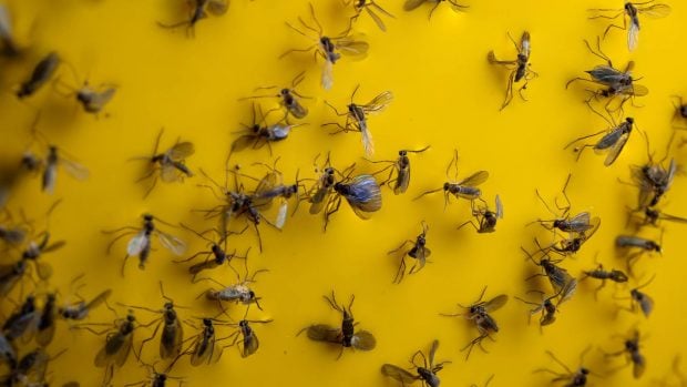Mosquitos pegados a una superficie con insecticida.