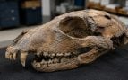 perro-oso en paleontología, descubrimiento paleontológico en Barcelona, paleontología.