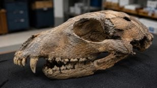 perro-oso en paleontología, descubrimiento paleontológico en Barcelona, paleontología.