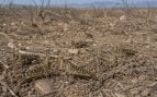 Plaga de langosta en Los Monegros, Monegrillo plaga de langosta, plaga de langosta en Agricultura, Aragón plaga de langosta, gobierno aragonés plaga de langosta.