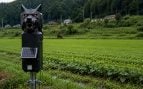 Robots lobo en agricultura, Japón usa robot-lobo para espantar osos, robots lobo en agricultura, espantapájaros para osos en Japón.