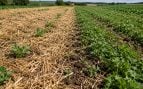 Técnicas ancestrales que funcionan en agricultura, mulching en agricultura, acolchado en suelo agrícola, mantillo en agricultura, estudio científico contra la sequía en agricultura.