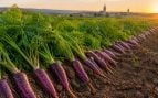 zanahorias, agricultura
