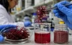 Algas rojas en alimentación, investigación científica alga roja, pigmento de alga roja, Chile y algas rojas.