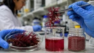 Algas rojas en alimentación, investigación científica alga roja, pigmento de alga roja, Chile y algas rojas.