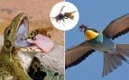 Avispa asiática abejaruco rana doñana