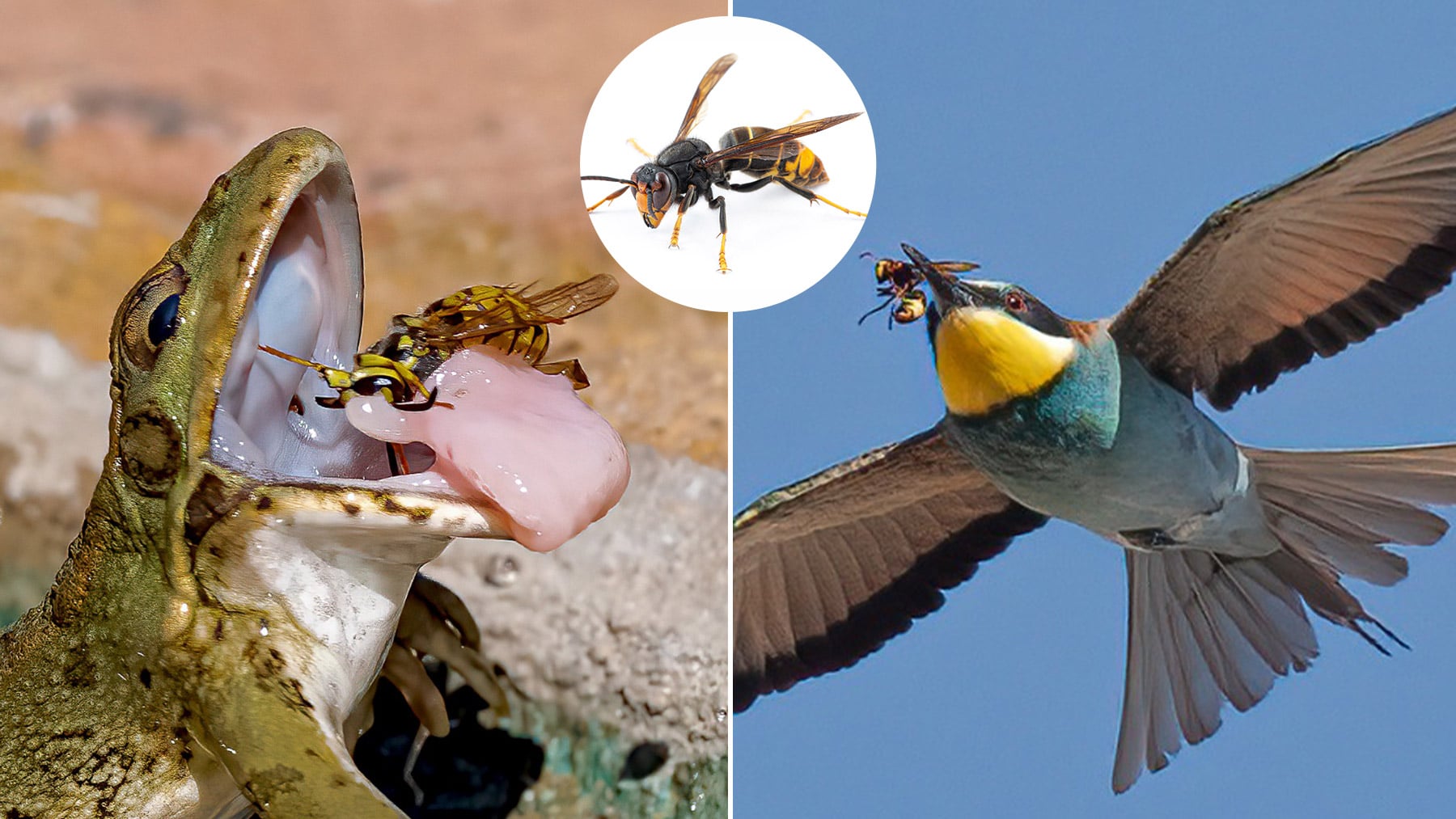 Fotos que captan cómo un ave y un batracio atrapan a la avispa asiática. (Fotos: Francisco Ramírez).