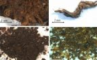 cascos