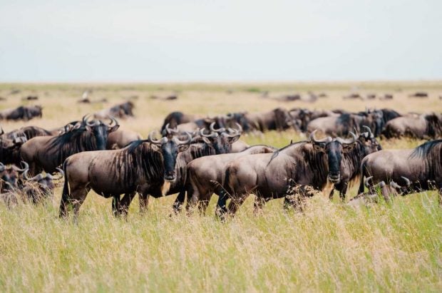 ratpanat africa