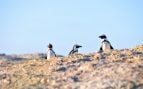 La Patagonia lanza una señal de alarma que el mundo debería escuchar: pingüinos muertos en sus costas y los científicos en alerta