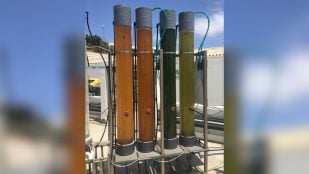 Fotobiorreactores tubulares con cultivos de microalgas en distintas fases de crecimiento, en las instalaciones de investigación de la ULPGC. Los distintos tonos reflejan la densidad celular y la composición de cada cepa. A partir de estos cultivos, el método patentado transforma aguas residuales en biomasa de aplicación industrial. Foto: © Universidad de Las Palmas de Gran Canaria · ULPGC