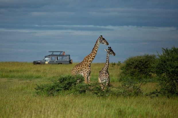 ratpanat africa