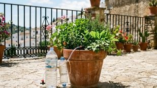 Truco para las plantas en verano, conocido como Kondenskompressor