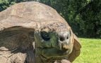 animal más longevo del mundo