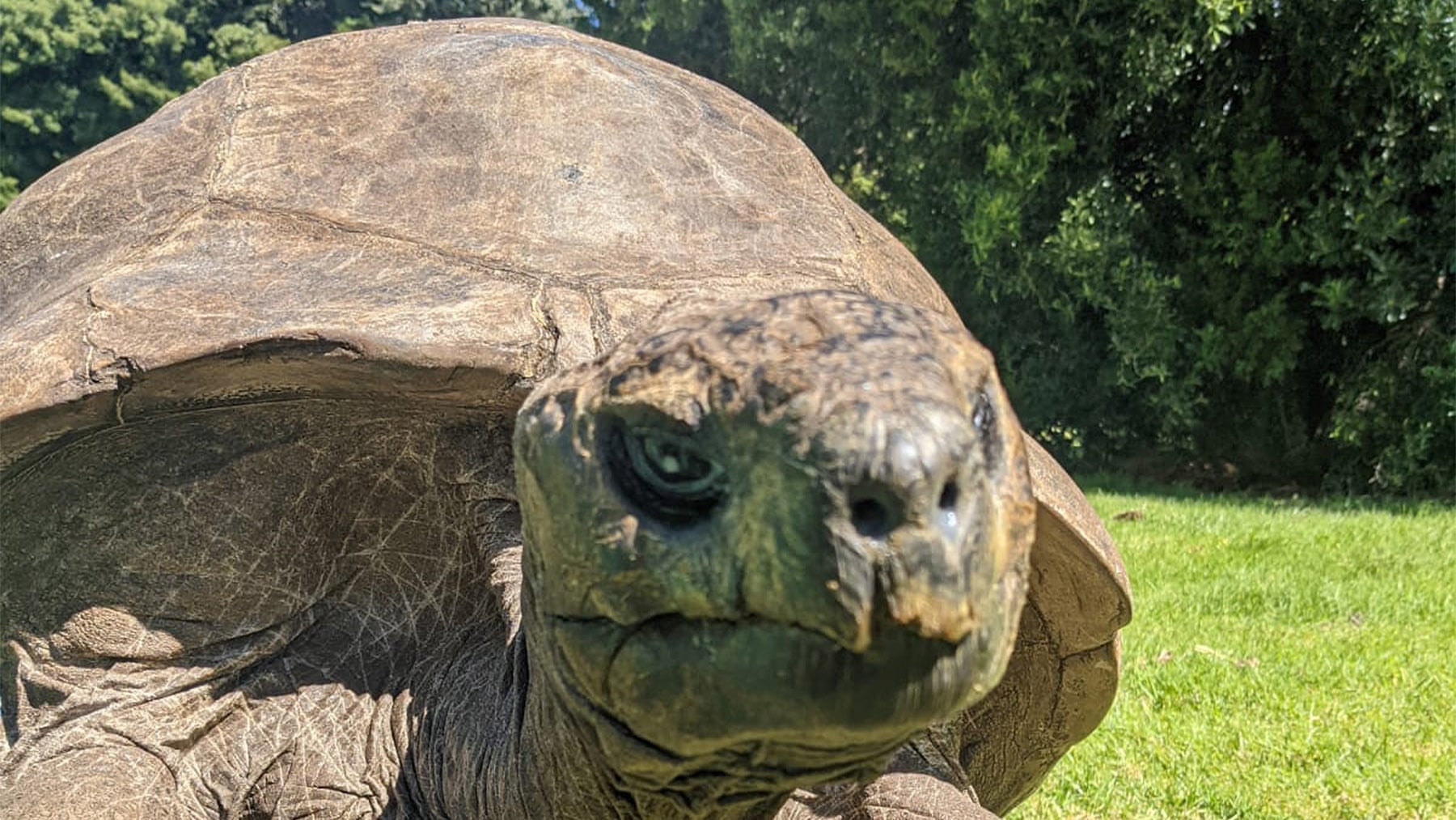 Esta tortuga es noticia todos los años, y sigue ampliando el récord: el animal más longevo del mundo cumple 194 años