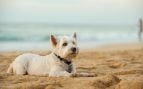 Un perro en la playa