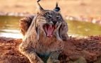 Lince ibérico