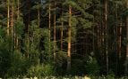 Bosque de pinos. Foto: Freepik - @ededchechine